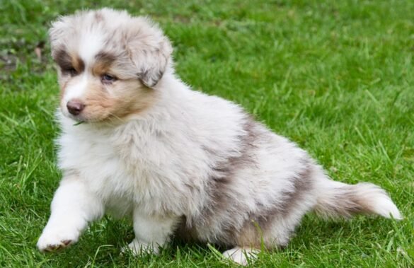 {{brizy_dc_image_alt entityId=